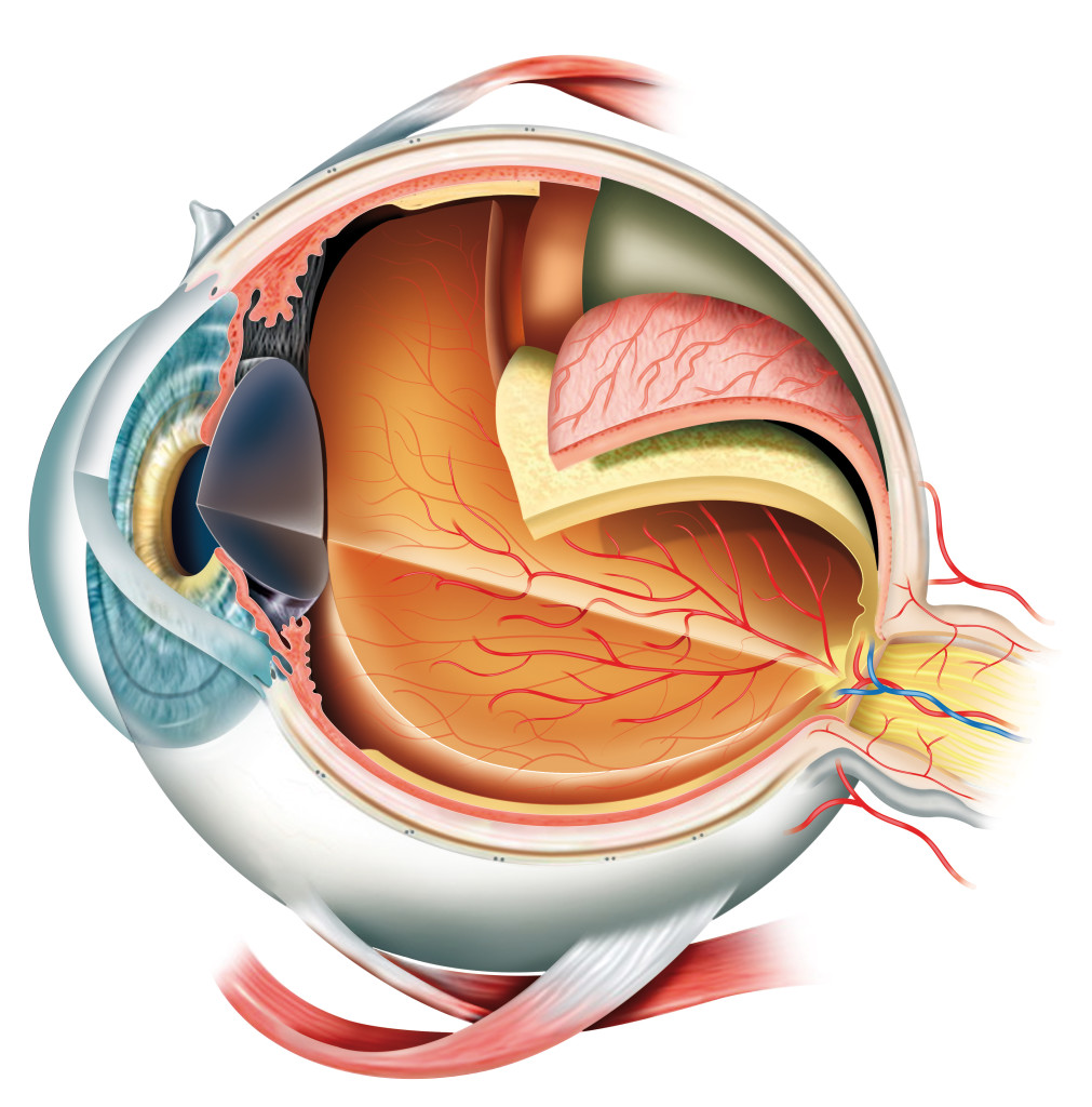 Anatomy of the eye