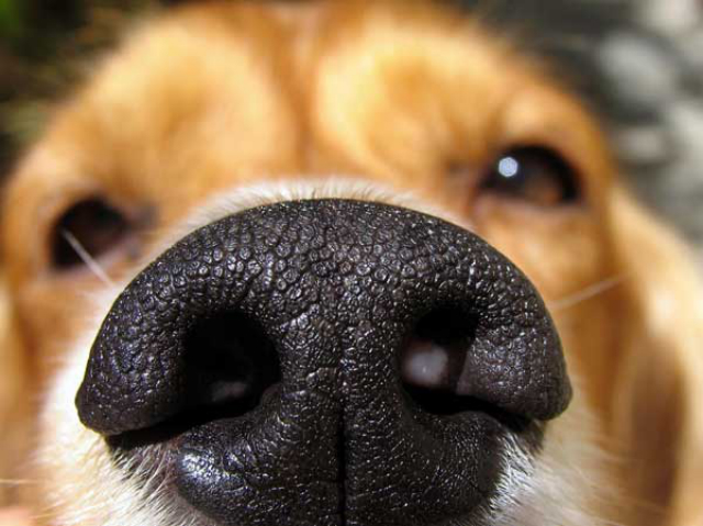 dog sniff